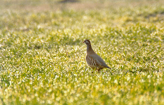pediz-rocío-crop-u13149
